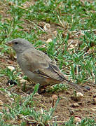 Swahili Sparrow