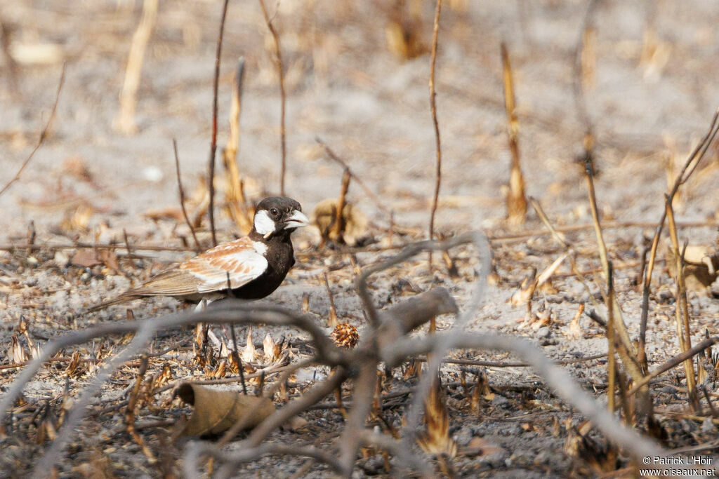 Chestnut-backed Sparrow-Lark male