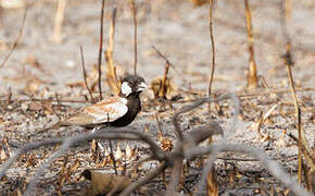 Chestnut-backed Sparrow-Lark