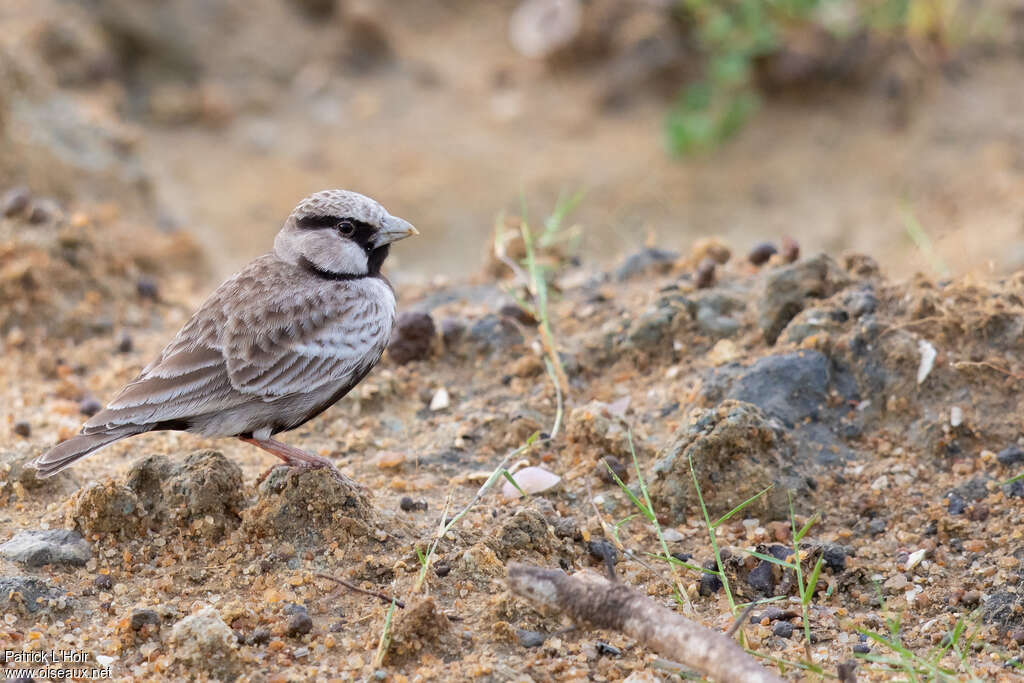 Ashy-crowned Sparrow-Lark male adult, identification