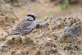 Ashy-crowned Sparrow-Lark