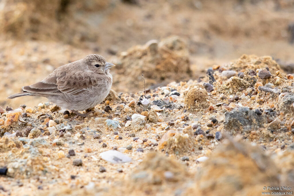 Ashy-crowned Sparrow-Lark female adult