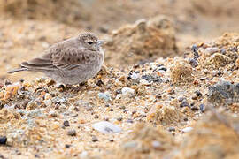 Ashy-crowned Sparrow-Lark