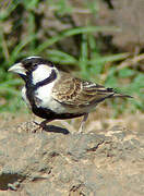 Chestnut-headed Sparrow-Lark