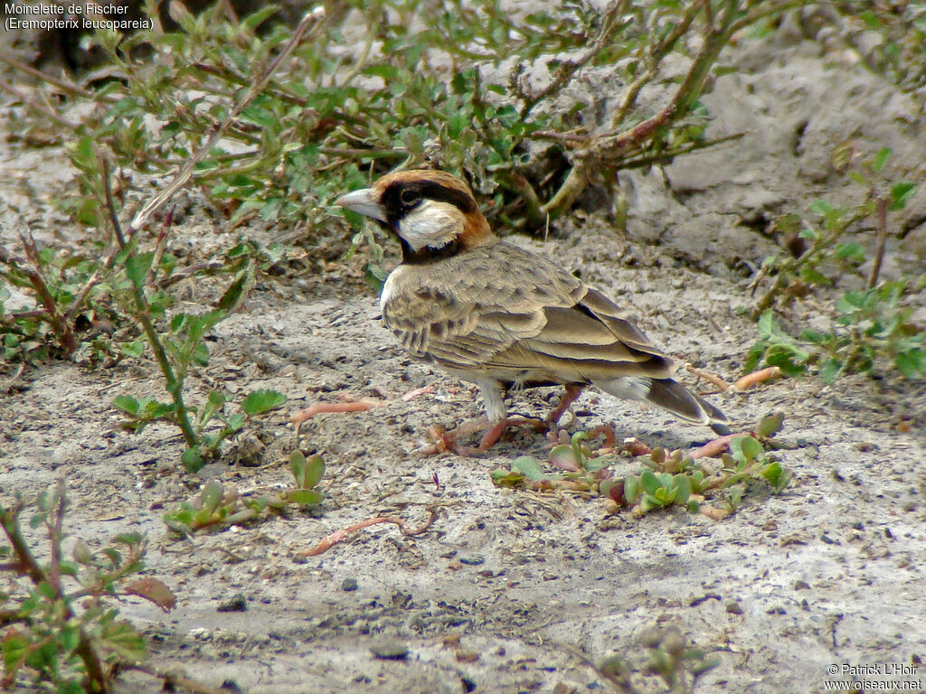 Fischer's Sparrow-Lark