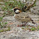 Moinelette de Fischer