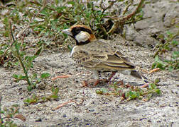 Fischer's Sparrow-Lark