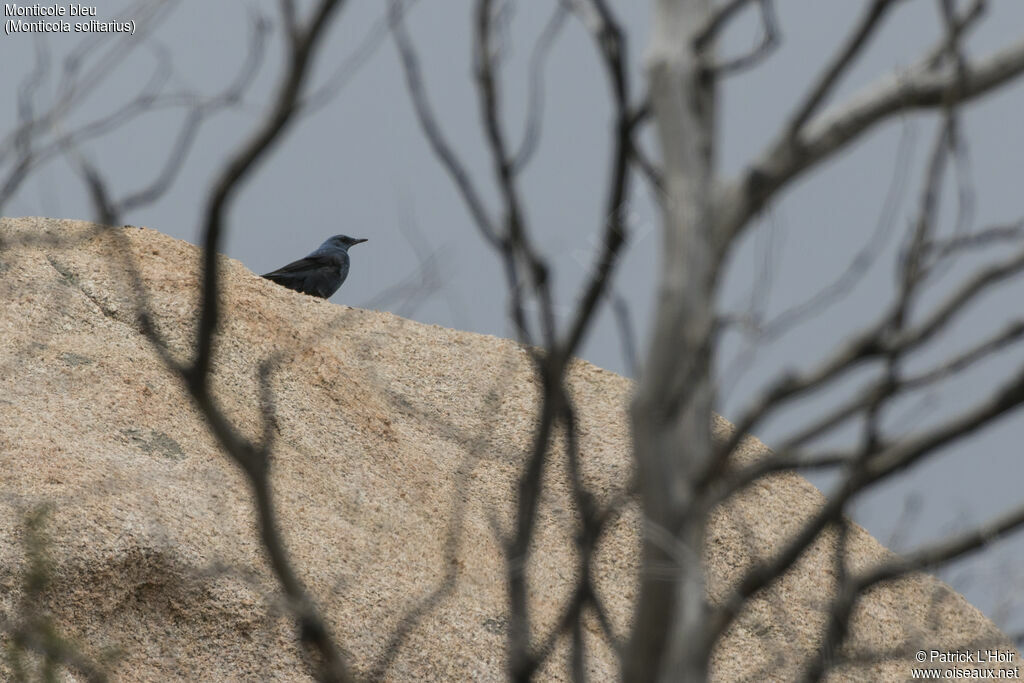 Blue Rock Thrush male adult