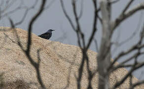 Blue Rock Thrush