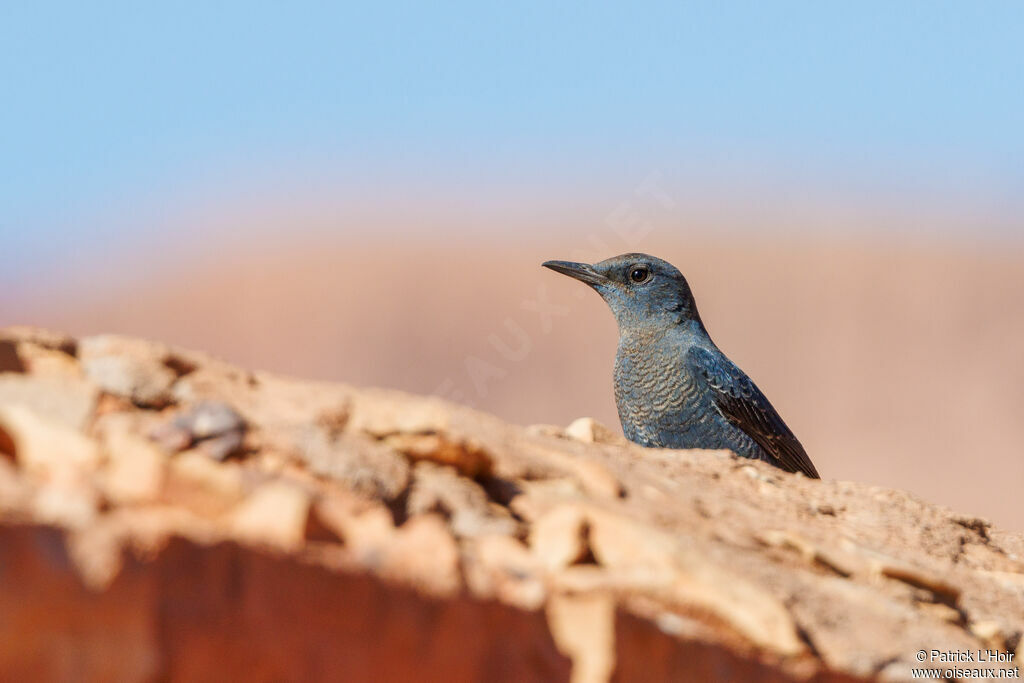 Blue Rock Thrush