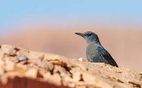 Blue Rock Thrush