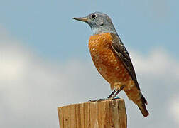 Common Rock Thrush