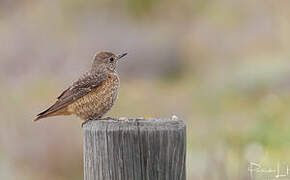 Common Rock Thrush