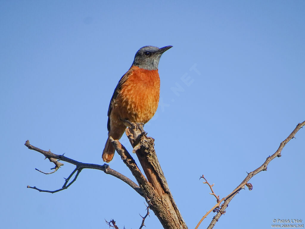 Cape Rock Thrush