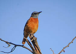 Cape Rock Thrush