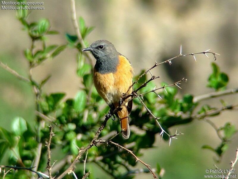 Little Rock Thrush male adult, Behaviour