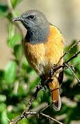 Little Rock Thrush