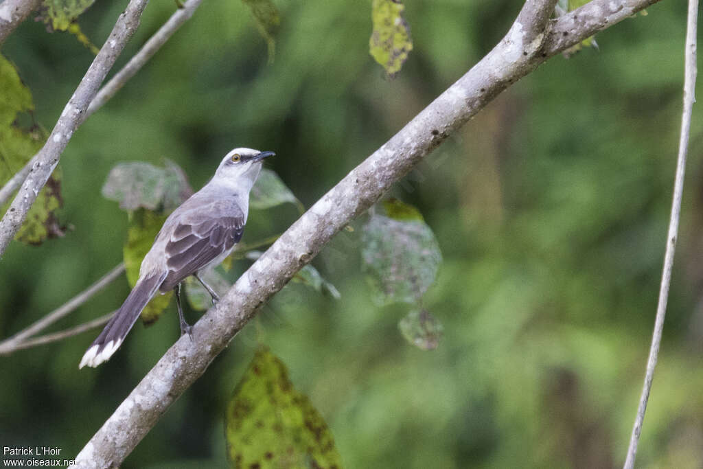 Moqueur des savanesadulte, identification