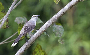 Tropical Mockingbird