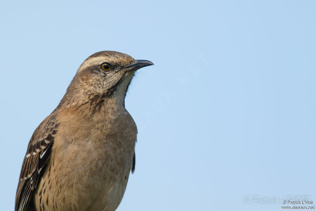 Chilean Mockingbird