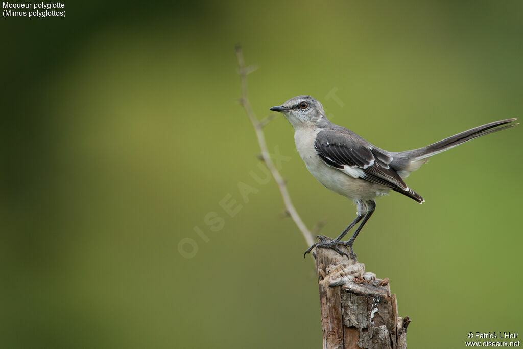 Northern Mockingbird