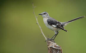 Northern Mockingbird