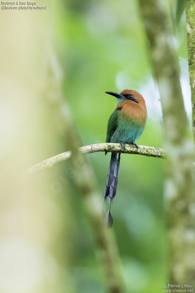 Motmot à bec large