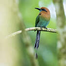 Motmot à bec large