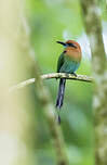 Motmot à bec large