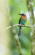 Broad-billed Motmot