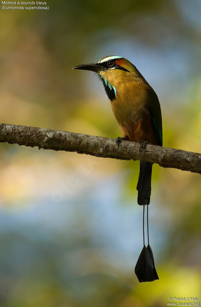 Motmot à sourcils bleusadulte