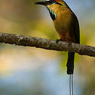 Motmot à sourcils bleus
