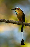 Turquoise-browed Motmot