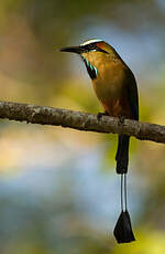 Motmot à sourcils bleus