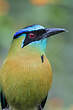 Motmot de Lesson