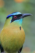 Motmot de Lesson