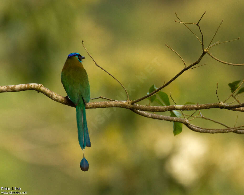 Motmot houtoucadulte