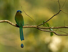 Motmot houtouc