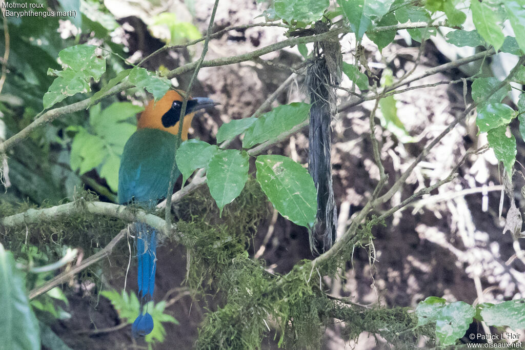 Motmot roux