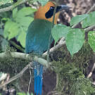 Motmot roux