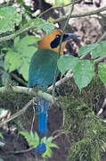 Rufous Motmot