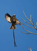 Long-tailed Tyrant