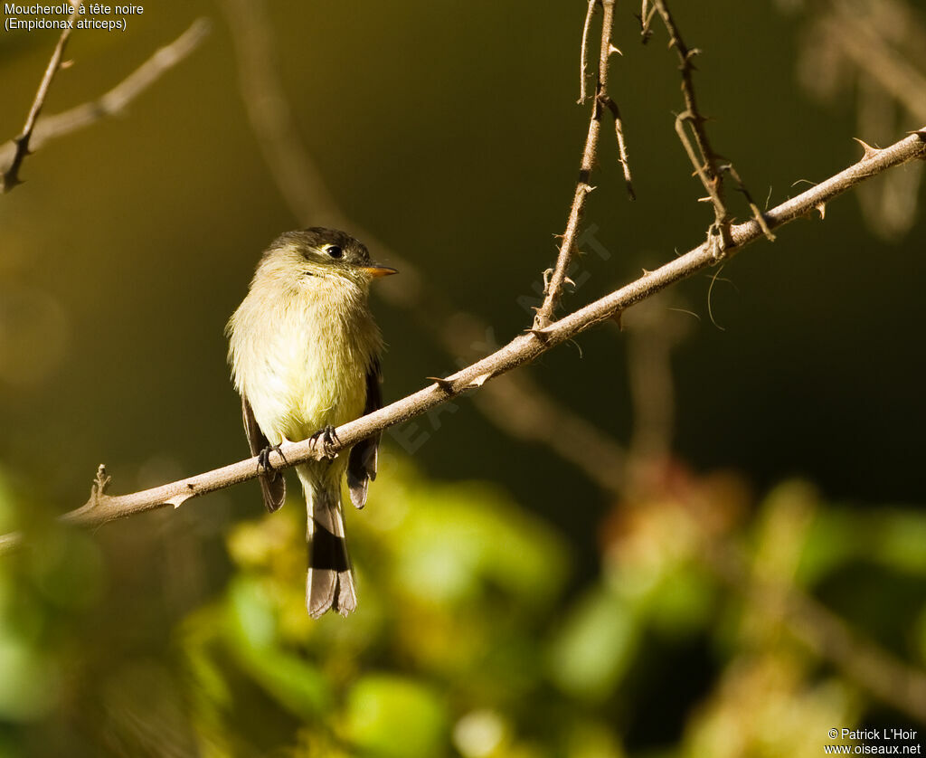 Black-capped Flycatcheradult
