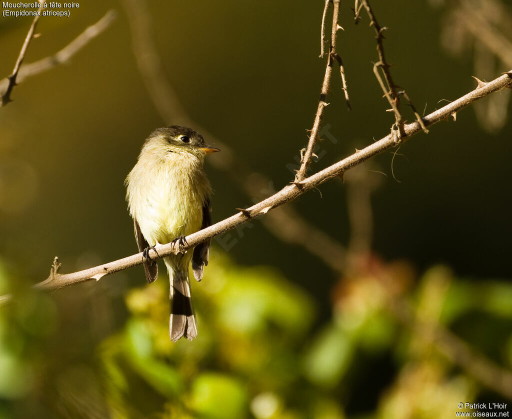 Black-capped Flycatcheradult