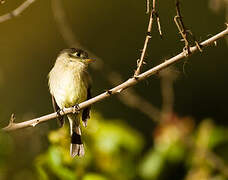 Black-capped Flycatcher