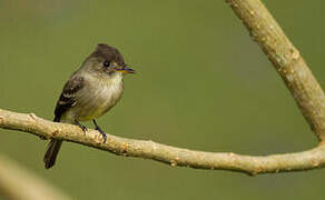 Tropical Pewee