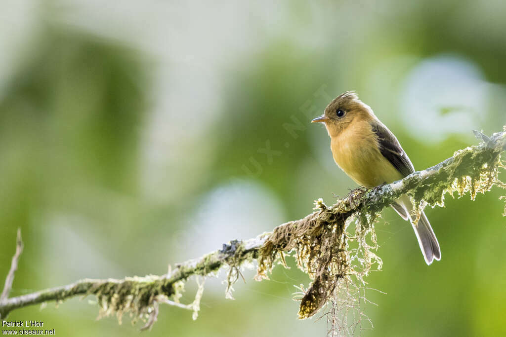 Northern Tufted Flycatcher, habitat