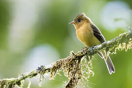 Northern Tufted Flycatcher