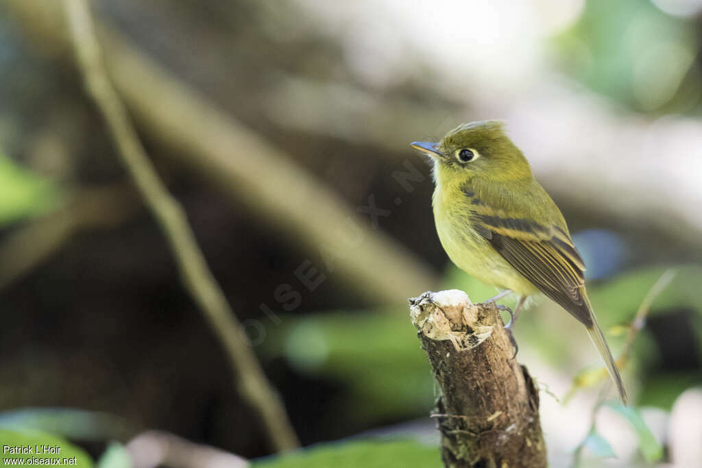 Yellowish Flycatcher, pigmentation, Behaviour