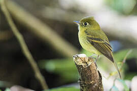 Yellowish Flycatcher